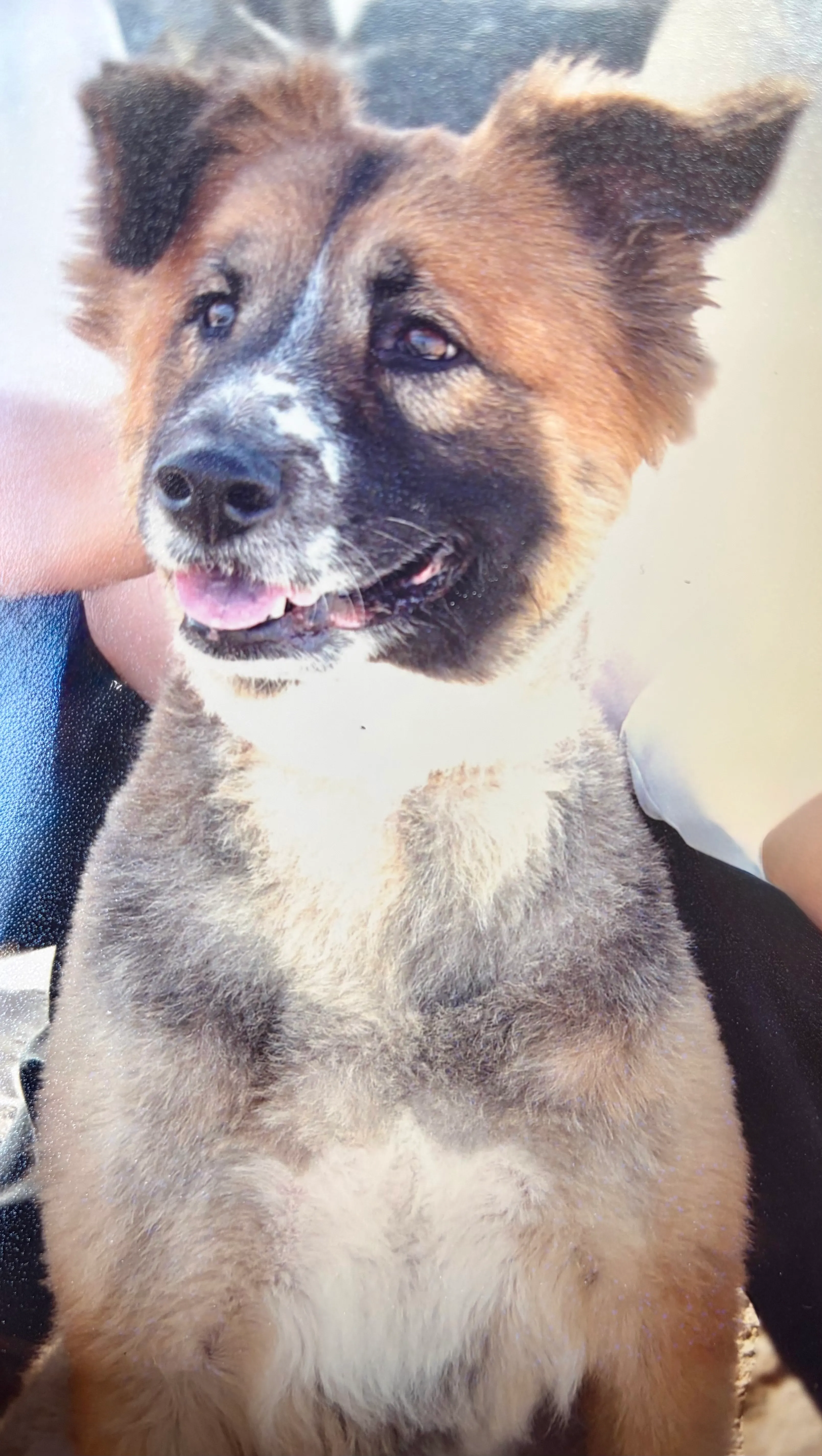Nakomi — a fluffy shepherd/akita mix puppy with dark ears and a white chest, smiling at the camera. A scanned print from the 1990s.